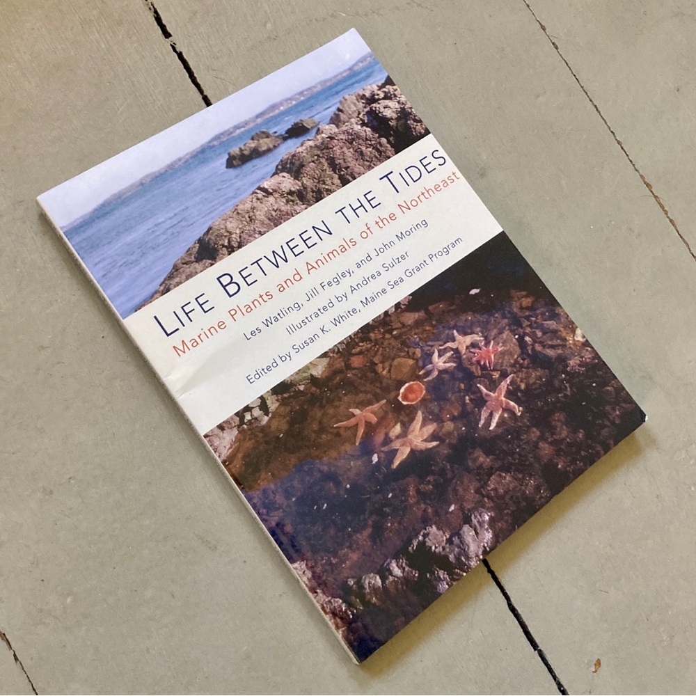 Life Between the Tides Marine Plants & Animals of the Northeast Hermit Crab Fish